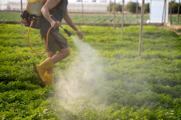 Best Wasp Removal Services  in Inwood, FL