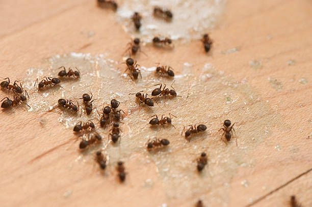 Best Best Pest Control Companies  in Inwood, FL