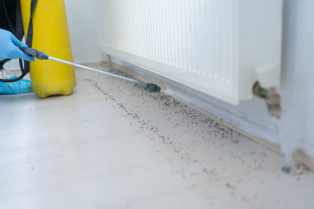Best Bed Bug Extermination  in Inwood, FL